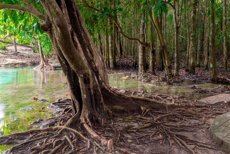 Large branched roots of a tropical tree near the lake in the jungle, stock photo