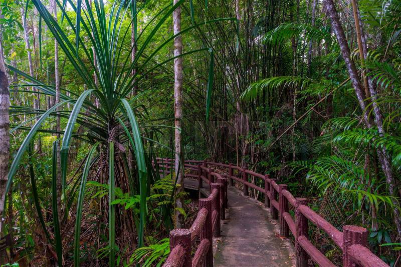 Jungle hiking trail - local landmark in Krabi Park, Thailand, stock photo