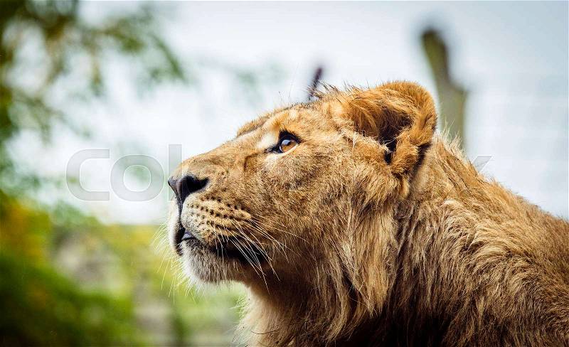 Female lion with wet fur looking up in a scene with green plants, stock photo