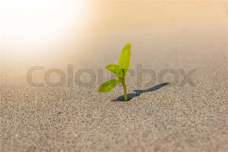 The seedling are growing from the rich soil to the morning sunlight that is shining, Ecology , business, stock photo