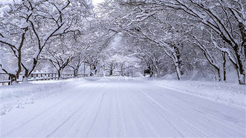 Road and tree covered by snow in winter, stock photo
