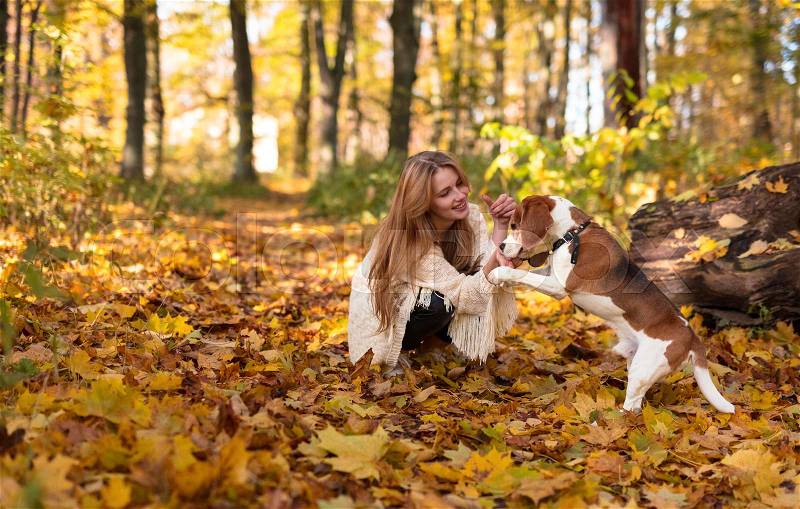 Young beautiful girl with beagle in autumn park. , stock photo