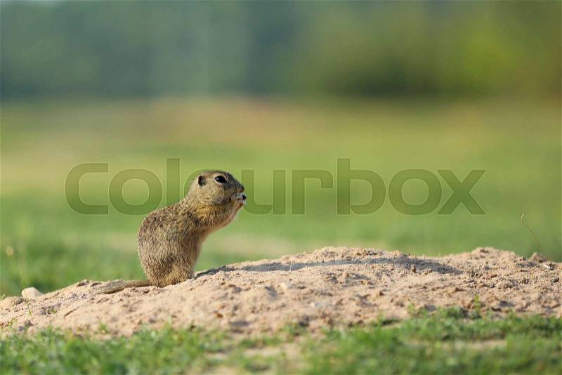 European ground squirrel above burrow - Spermophilus citellus, stock photo