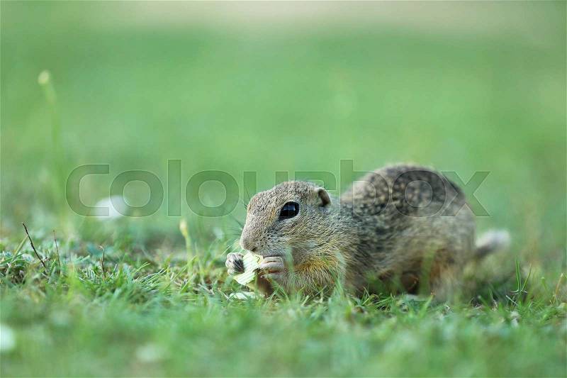 European ground squirrel eating on meadow - Spermophilus citellus, stock photo