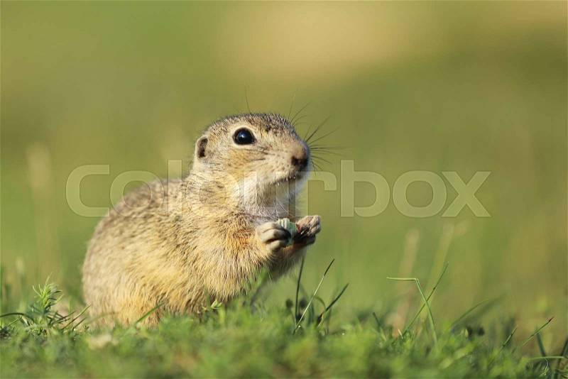 European ground squirrel endagered endemic species -Spermophilus citellus , stock photo