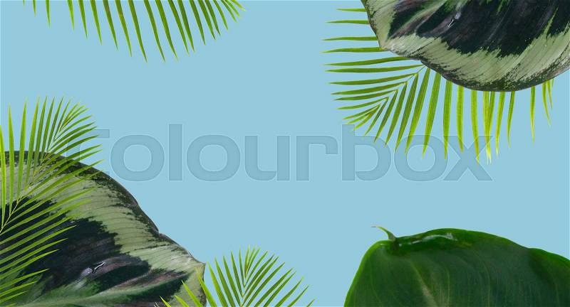 Palm leaf and green exotic tropical leave on blue background banner, stock photo