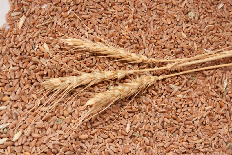 Three spikelets of wheat against the grain of wheat, stock photo