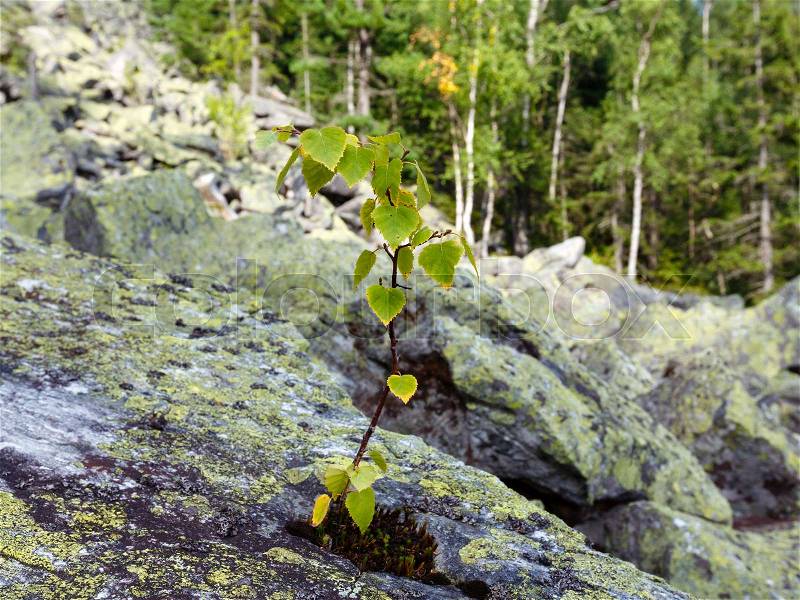 Small birch tree grows up on stone on slide-rocks scree of Ihrovets mount, Carpathian mountain, Ukraine, stock photo