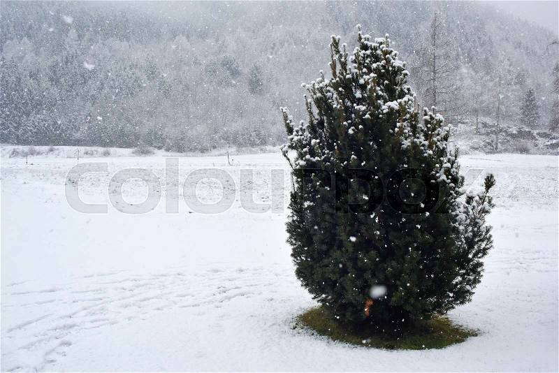 Lonely tree on a snow-covered field, stock photo