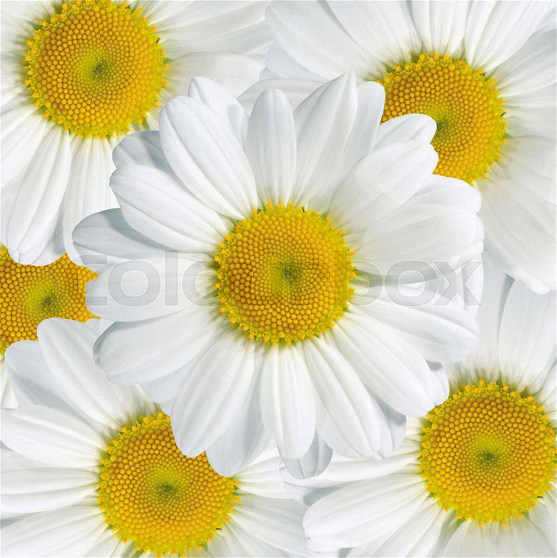 Daisies flower head isolated on white background, stock photo