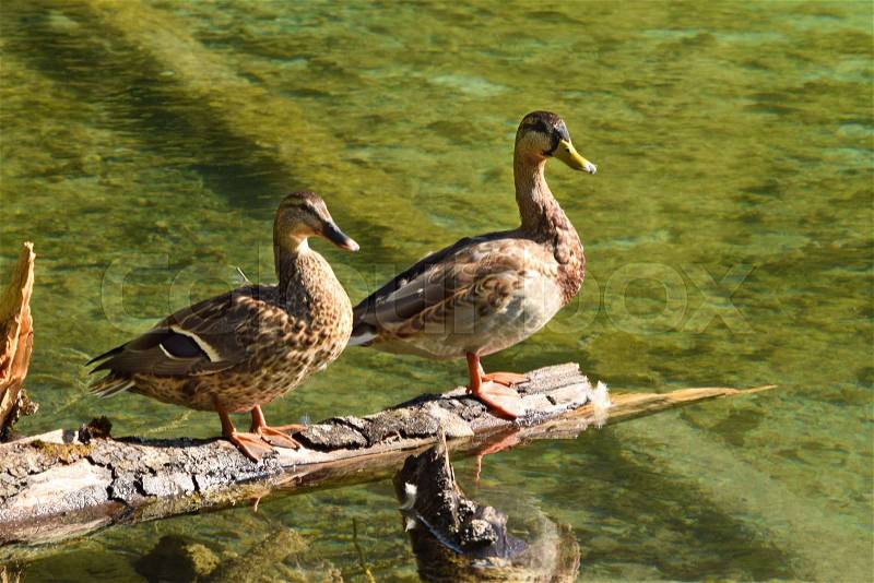 A Couple of Ducks Siting down on the Tree, stock photo