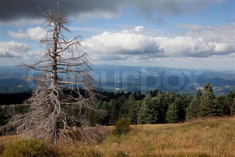 Dead tree on a hill in epic landscape, stock photo