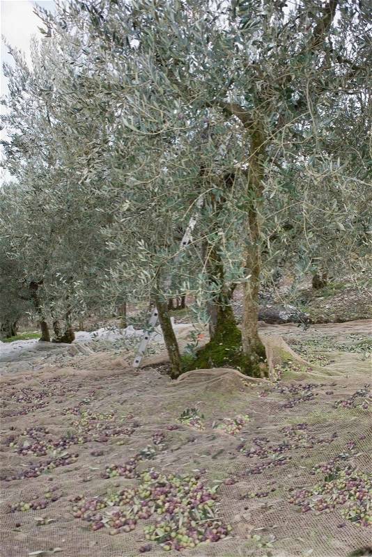 Olive harvest in Italy, stock photo