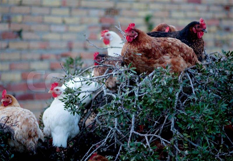 Chickens roosting on tree, stock photo