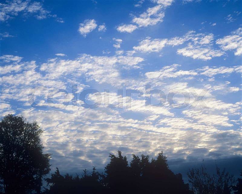 Silhouette of trees against a blue sky and clouds, stock photo
