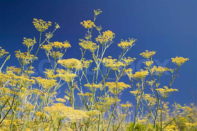 Wild fennel flowers, stock photo
