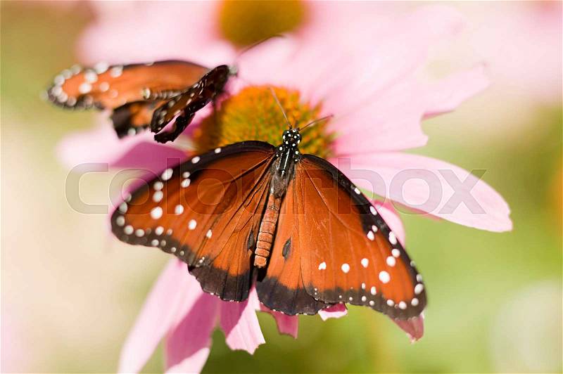 Queen butterfly, stock photo