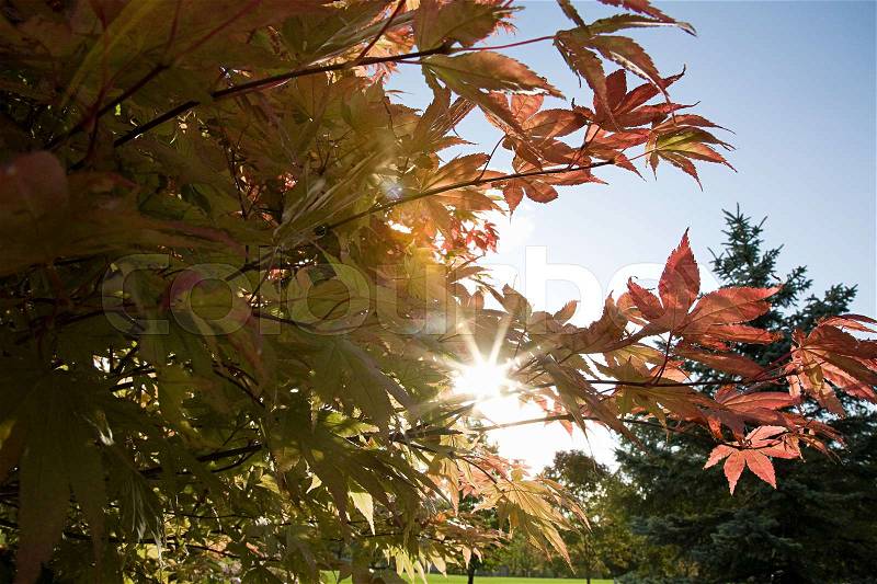 Sunlight through autumn trees, stock photo
