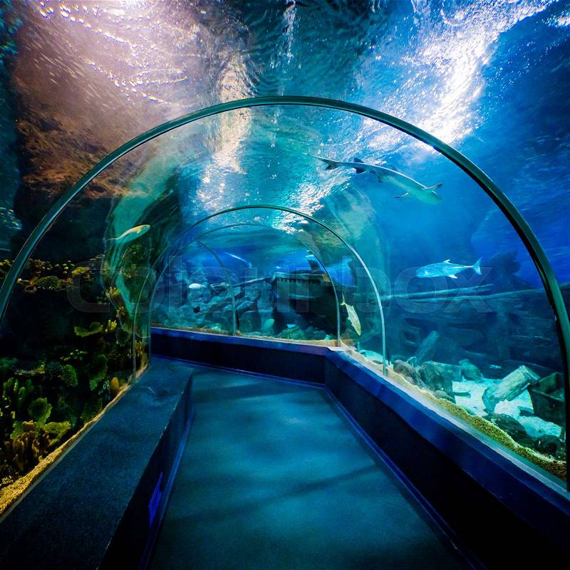 SOCHI, RUSSIA - DECEMBER 13, 2017: Sochi Discovery World Aquarium, the largest aquarium in Russia, stock photo