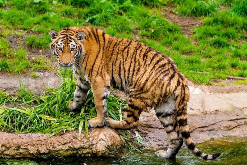 Tiger walking in river water. Tiger wildlife scene, stock photo
