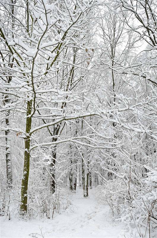 Trees covered with snow in the winter garden, stock photo