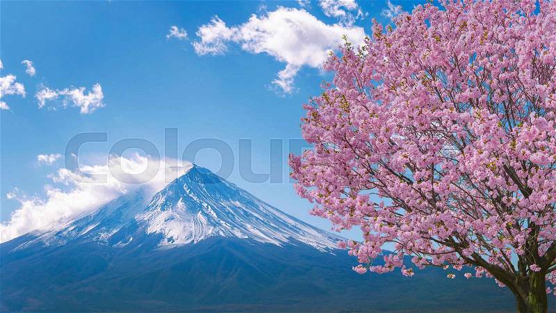 Fuji mountain and cherry blossoms in spring, Japan, stock photo