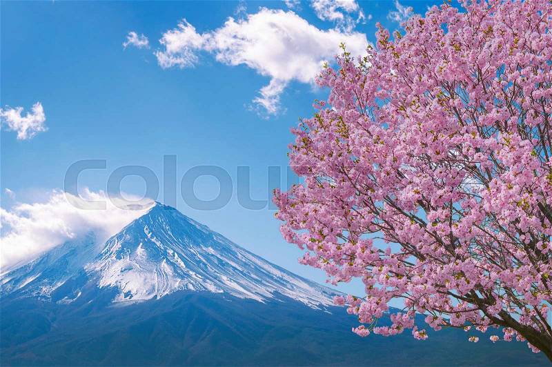 Fuji mountain and cherry blossoms in spring, Japan, stock photo