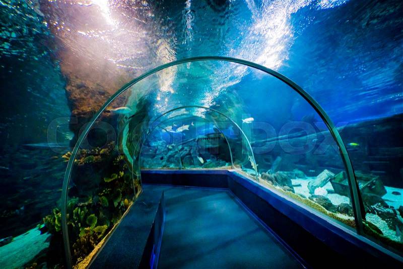 SOCHI, RUSSIA - DECEMBER 13, 2017: Sochi Discovery World Aquarium, the largest aquarium in Russia, stock photo