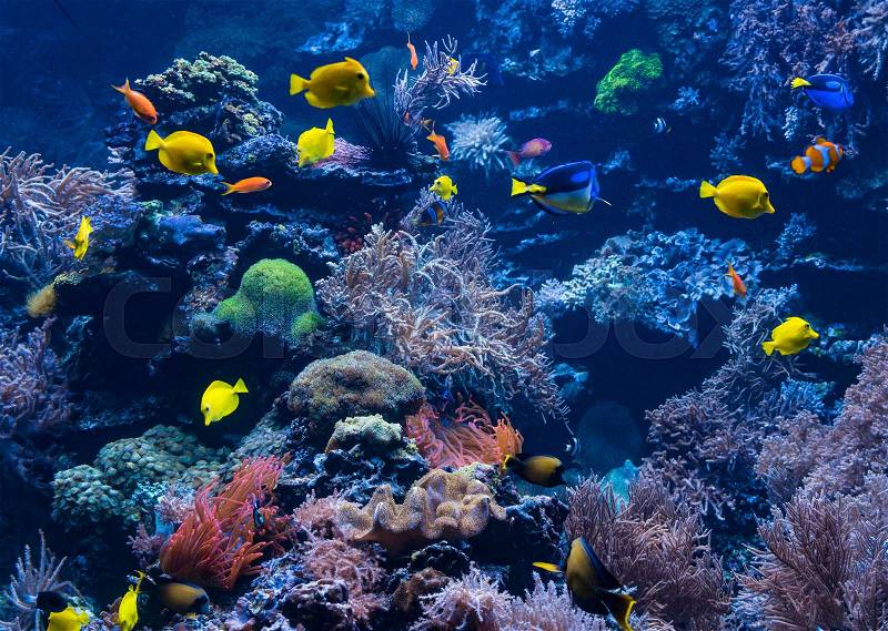 Tropical Fish on a coral reef. Underwater coral fish, stock photo