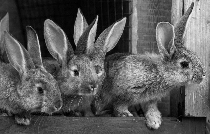 Little rabbits. rabbit in farm cage or hutch. Breeding rabbits concept.Rabbits, stock photo