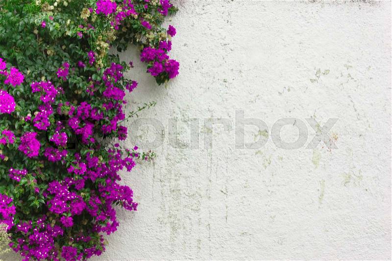 The purple leaves ,pink flowers , ivy on white wall, natural background, stock photo