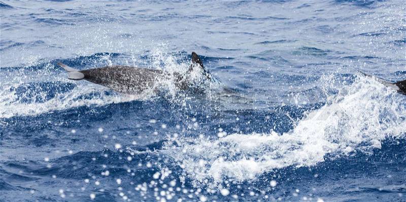 Common Dolphin jumping in Atlantic Ocean near Madeira Island, Portugal, stock photo