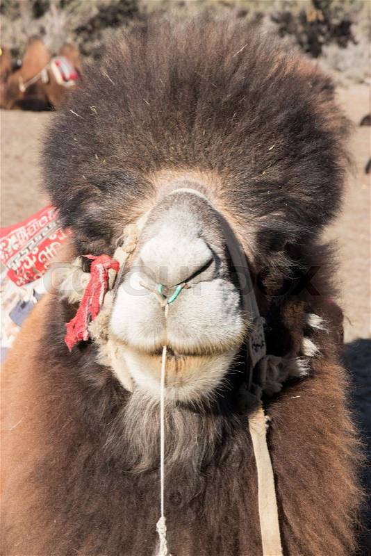 Close-up the face of double-humped camel at Nubra valley, Ladakh, India , stock photo