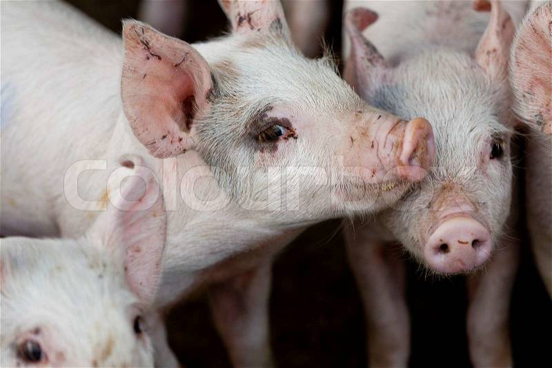 Organic piglets on outdoor farm, stock photo