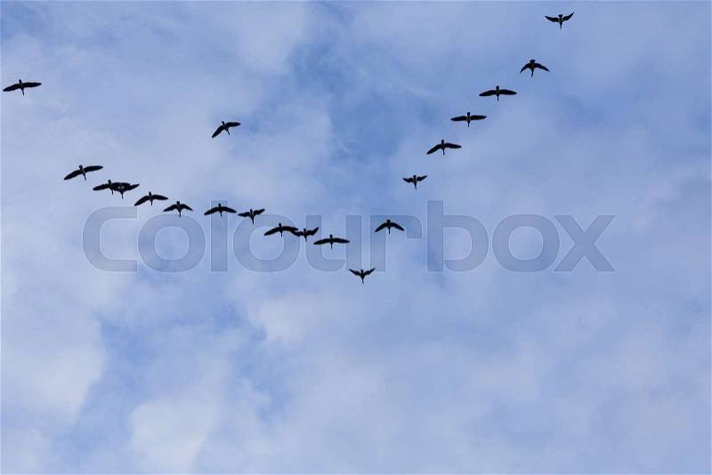 Group of migrating geese birds flying on blue sky, stock photo