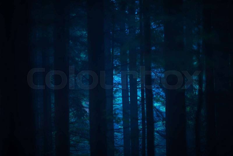 Dark Forest at Night. Spooky Forest Theme, stock photo