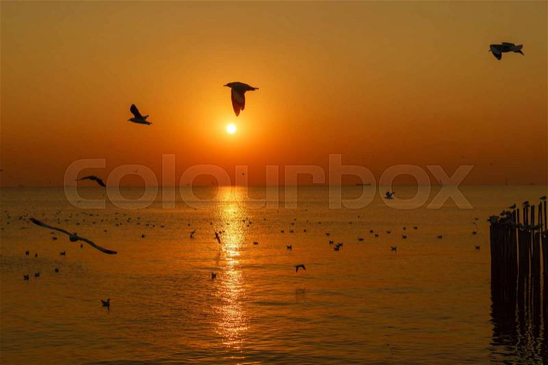 Group of silhouette seagulls flying over the sea on twilight sky at sunset, stock photo