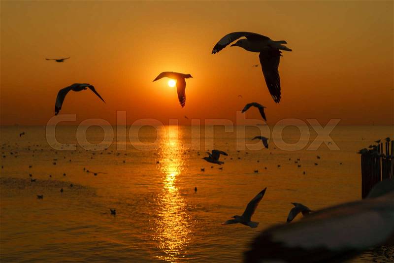 Group of silhouette seagulls flying over the sea on twilight sky at sunset, stock photo