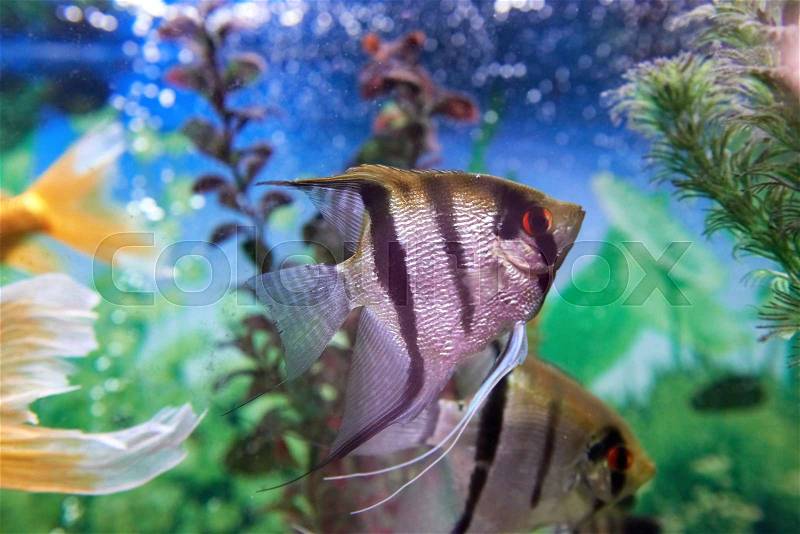 Tropical fish Pterophyllum in aquarium with plants, stock photo