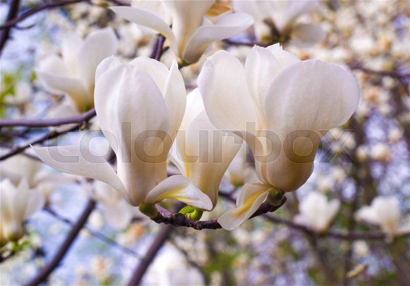 Decoration of few magnolia flowers. Magnolia. Magnolia flower, stock photo