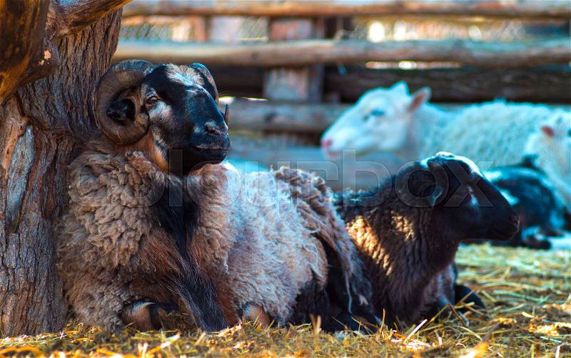 The ram and sheep. Nice ram sheep portrait, stock photo