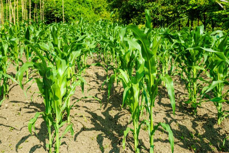 Corn field. maize wheat field corn, stock photo