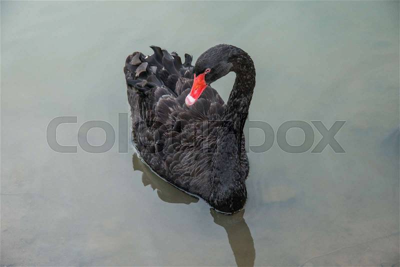 Black Swan floating on water on ponds. One beautiful black swan in fog in the nature, stock photo