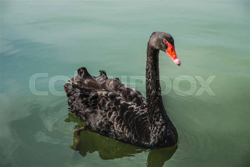 Black Swan floating on water on ponds. One beautiful black swan in fog in the nature, stock photo