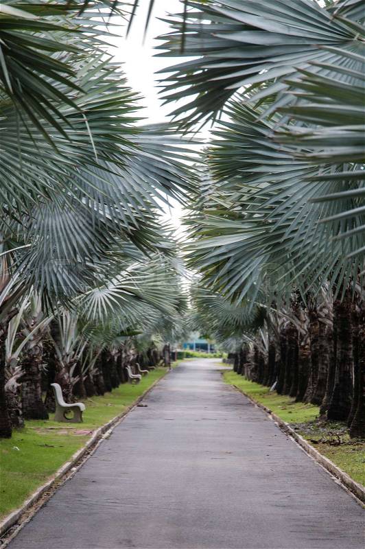 Palm Oil Plantation. Palm oil to be extracted from its fruits. Fruits turn red when ripe, stock photo