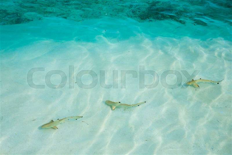 Reef shark swimming in crystal clear shallow water, Maldives, stock photo