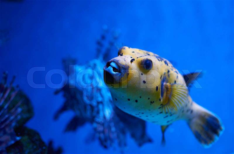 Arothron nigropunctatus yellow. Poisonous fugy fish and red lionfish behind, stock photo