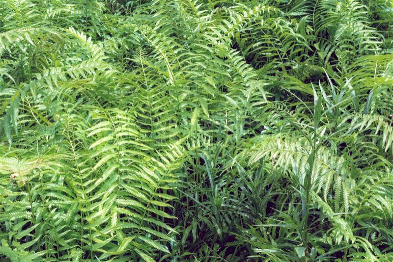 Ferns tropical green leaves foliage,floral natural background.spring and summer nature backdrop, stock photo