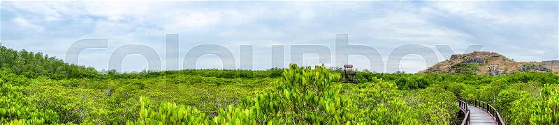 Panorama view from high scenic point of Mangrove forest and wood bridge nature trails with blue sky and cloud.Tropical Nature view, stock photo