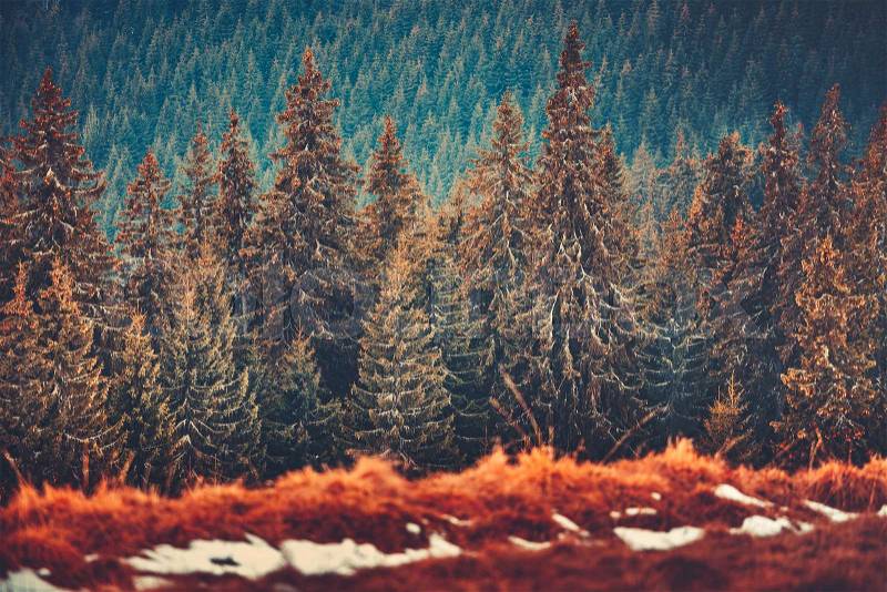 Gorgeous winter landscape the straight rows of wonderful pine trees in the Carpathians Mountains in Ukraine. Beauty of coniferous Bukovel forests. Artistic retouching in red, brown, tawny tints, stock photo